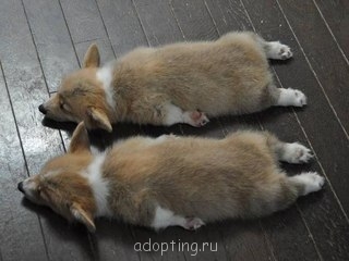 Веселые картинки - Aeay1whhkgA.jpg