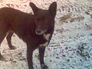 Зверье мое - (R)Картинка(4.jpg