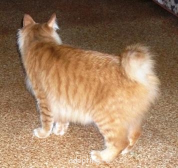 Приемный ребенок и домашние животные - SDC14425.JPG кот.JPG