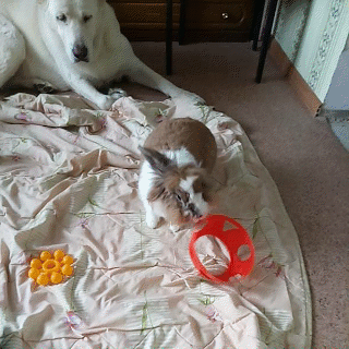 Зверье мое - IMG_20181012_144948.gif