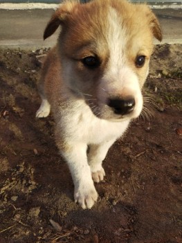 Зверье мое - VlRvunG-jgA.jpg