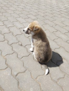 Зверье мое - IMG_20190504_114242_HHT.jpg