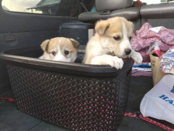 Зверье мое - IMG_20190503_184549_HHT.jpg