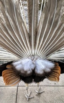 Житейская психология - пав.jpg