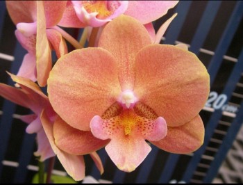 Хочу поздравить - DWE1MkGc2gk.jpg