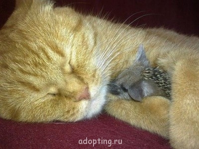 От улыбки солнечной твоей - d6fd75bb290919dcbb26de5844e.jpg