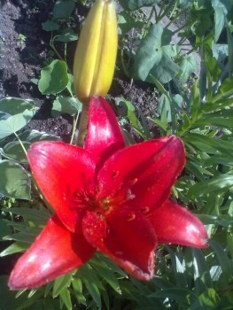  Цветов цветение - искусство  - 230720192623.jpg