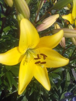  Цветов цветение - искусство  - 230720192624.jpg