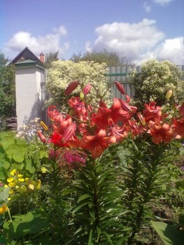  Цветов цветение - искусство  - 230720192634.jpg