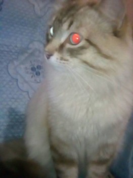 Зверье мое - 2800.jpg