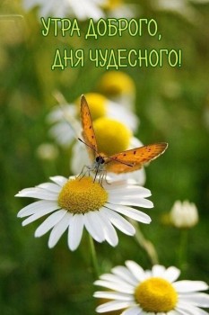 Доброе утро - приятных снов  - 68765708_684531428677413_2622817746051661824_n.jpg