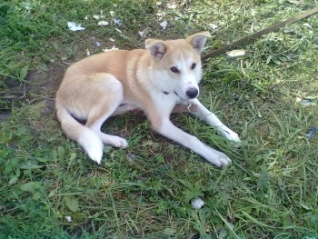 Зверье мое - 230820192663.jpg