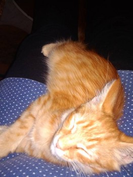 Зверье мое - 1566615527008..jpg