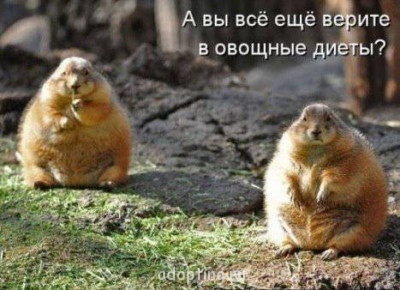 Дамские разговоры или как-таки похудеть - a4780246ffb6401db354ff1db35673fdd5dd11156107168.jpg