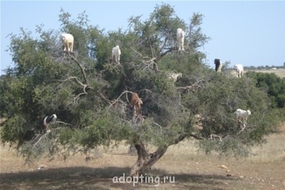 Веселые картинки - 729237.jpg