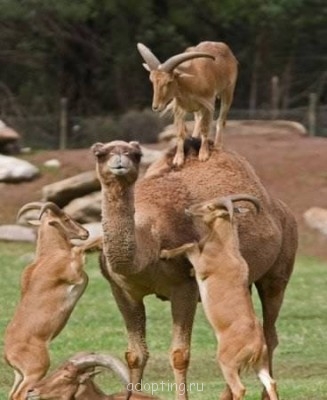 Веселые картинки - 1305798655_1272360618-fotopodborka-sredy-186-foto_addfun_ru_9.jpg