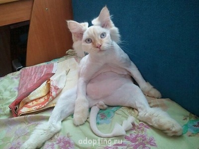 Веселые картинки - кот.jpg