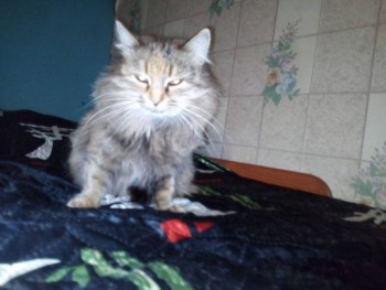 Зверье мое - i (9).jpg