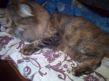 Зверье мое - i (10).jpg