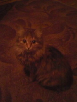 Зверье мое - in.jpg