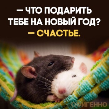 Джингл белз, джингл белз, ляляляляля - 81582729_1754087808062043_5141265085276094464_o.jpg