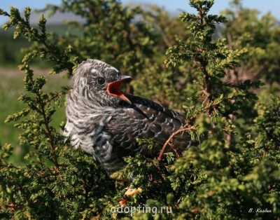 От улыбки солнечной твоей - 3459698_large[1].jpg