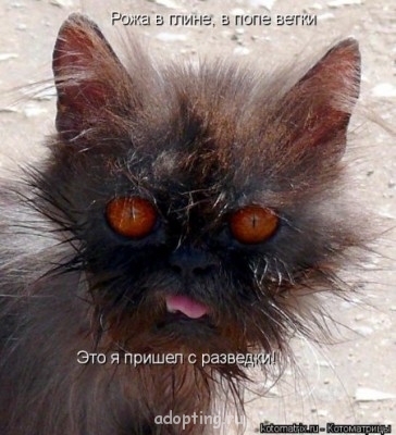 Веселые картинки - 1384102127_mysli-vsluh-3.jpg