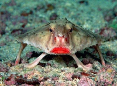 Веселые картинки - unique-animals6.jpg