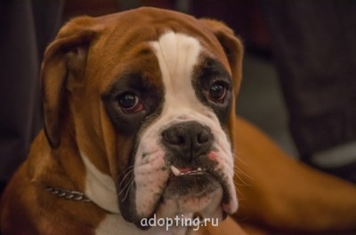 Зверье мое - Портрет Барселоны.jpg