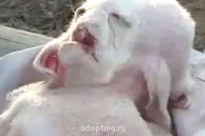 Апокалипсис грядёт? - Goat2-1344518.jpg