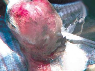 Апокалипсис грядёт? - image_half_goat.jpg