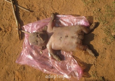 Апокалипсис грядёт? - MSHARIQ-22897-1.jpg