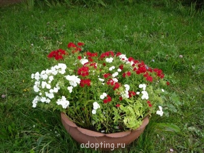 флокс Друммонда