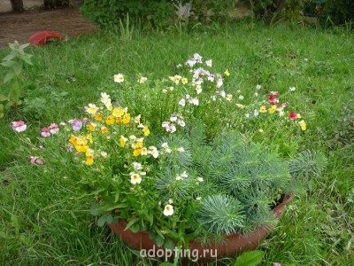 немезия и молочай