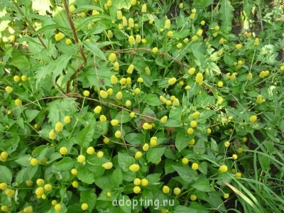 спилантес рос вместо газона