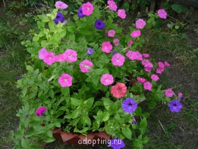 Украшаем улицу - P1040977.JPG