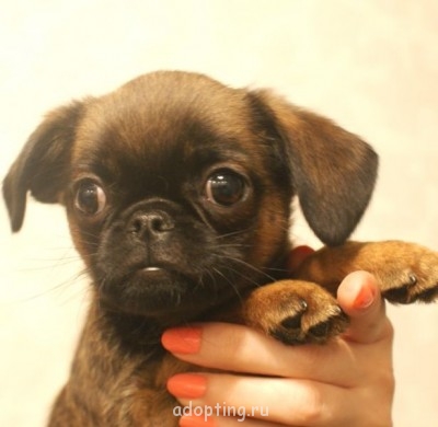 Зверье мое - ПОМЁТ У 006.JPG