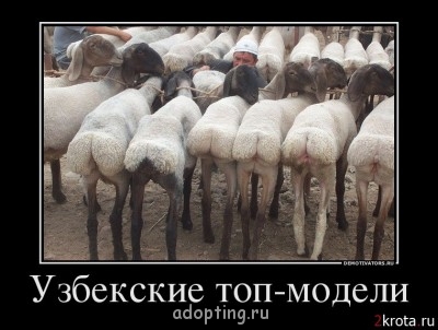 Дамские разговоры или как-таки похудеть - Demotivato22001.jpg