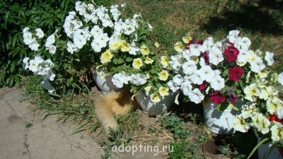 Огородный сезон - DSC02956.JPG