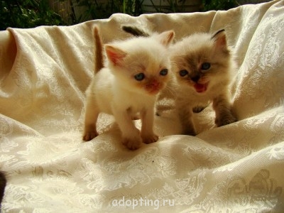 Зверье мое - DSC03039.JPG