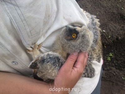 Зверье мое - Фото761.jpg