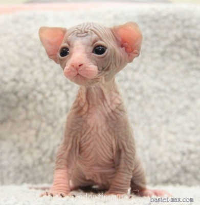 О никах, аватарках, подписях - danco.jpg