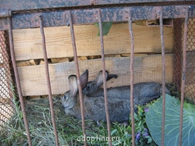 ВОТ ТАК ВЫРОСЛИ НАШИ КРОЛИ