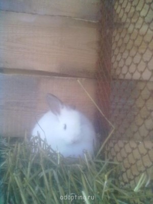 НОВЫЙ ЖИТЕЛЬ