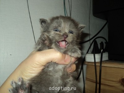 Зверье мое - DSC07098.JPG