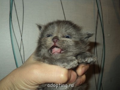 Зверье мое - DSC07099.JPG