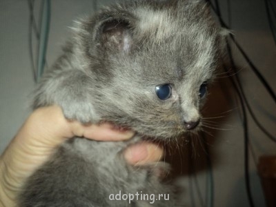 Зверье мое - DSC07100.JPG