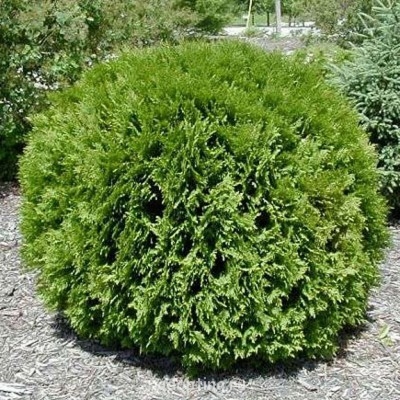 Огородный сезон - Arborvitae%20Woodward%20Globe[1].jpg