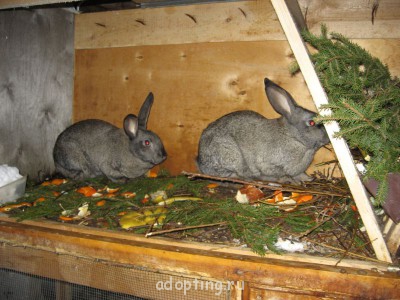 Зверье мое - IMG_2255.JPG