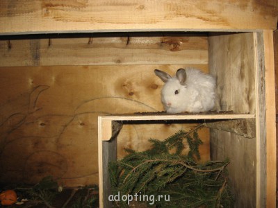 Зверье мое - IMG_2256.JPG